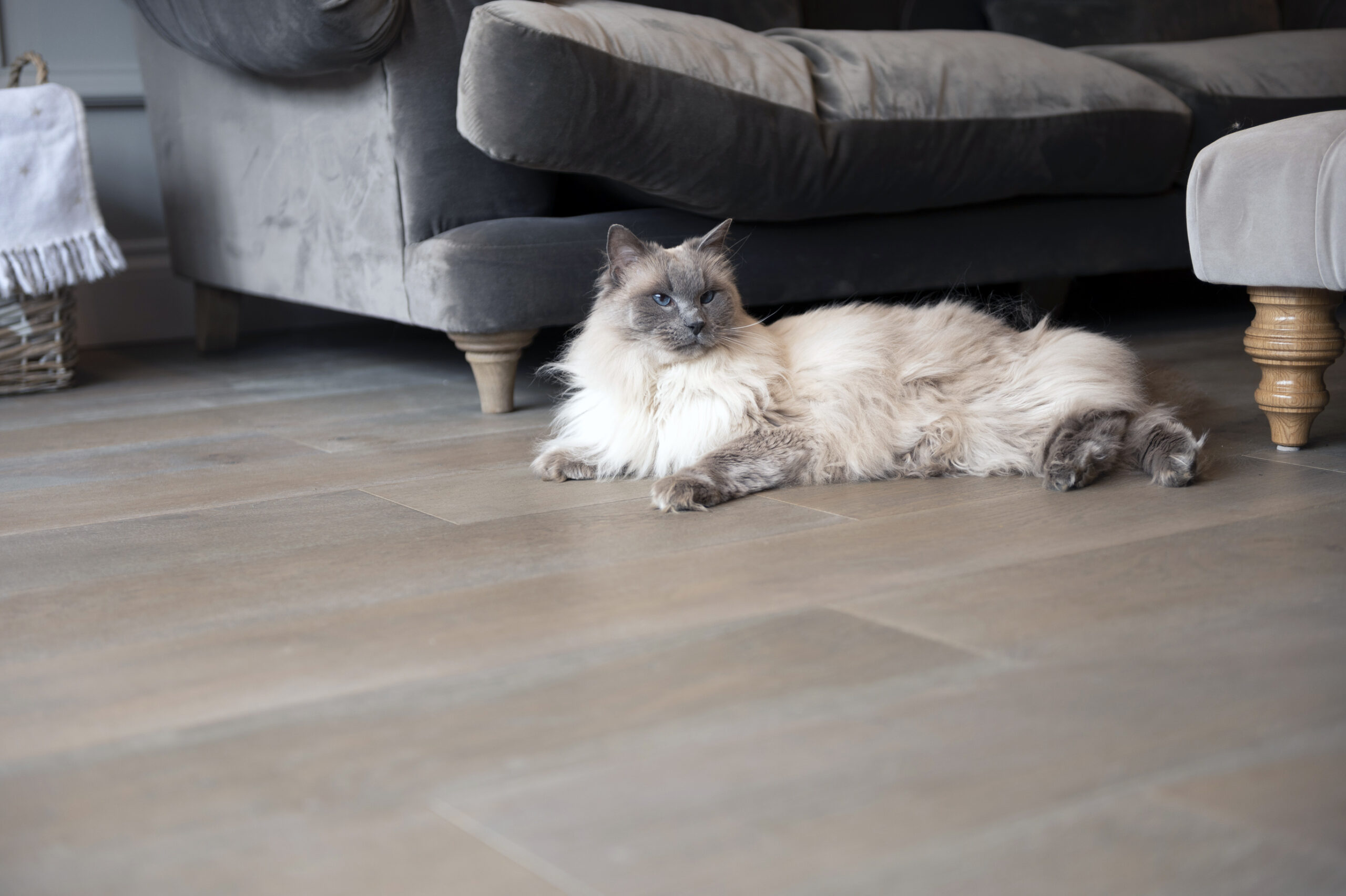 white and grey cat on an oak wood floor